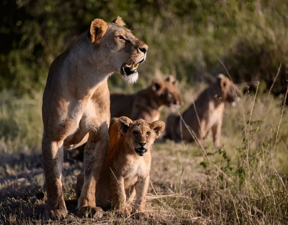 6-Day Private Kenya Big Five Safari