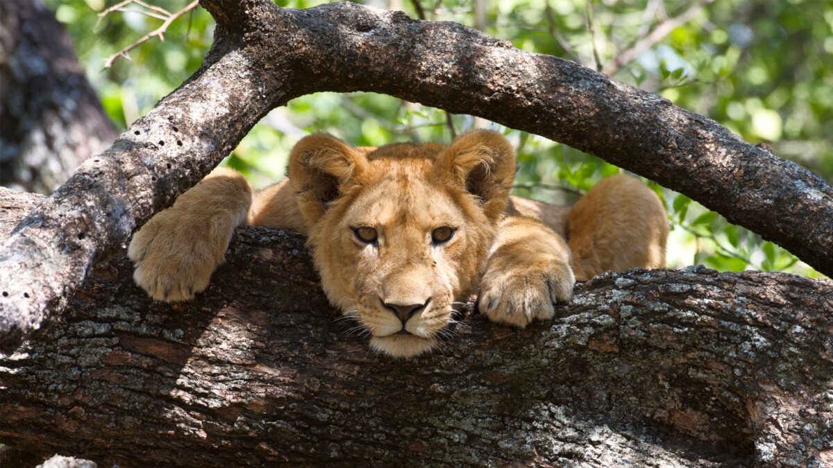 Safari in Africa