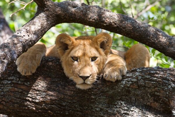 Tanzania Wildlife Safaris Safari in Africa