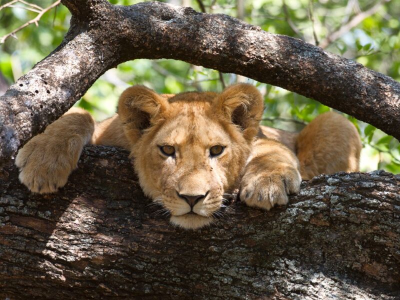 Safari in Africa