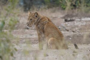 9-Day Ultimate Tanzania Wildlife Safari Experience