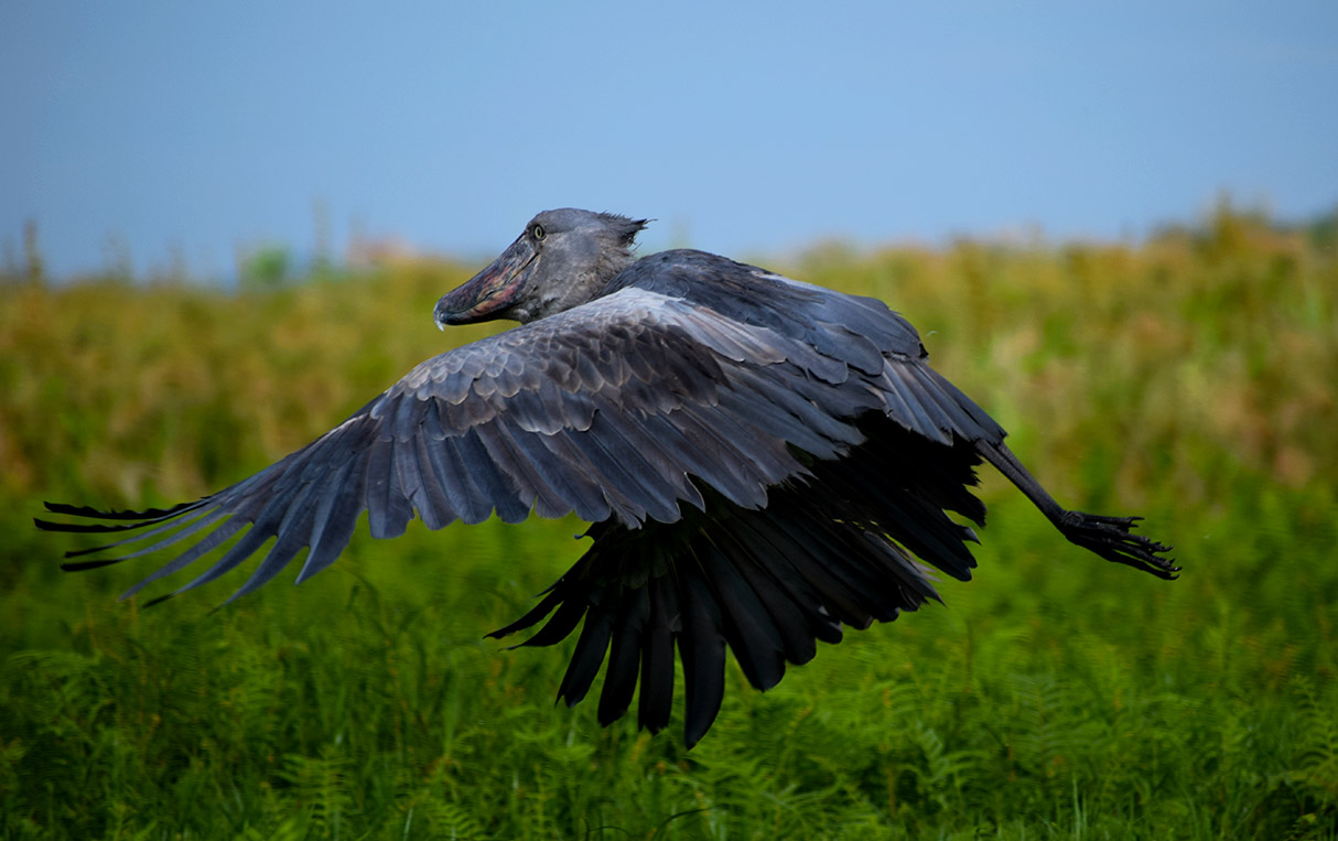 Birding by dugout canoe in Mabamba Swamp, Uganda