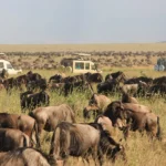 9-Day Unforgettable Kenya Game Drive Safari