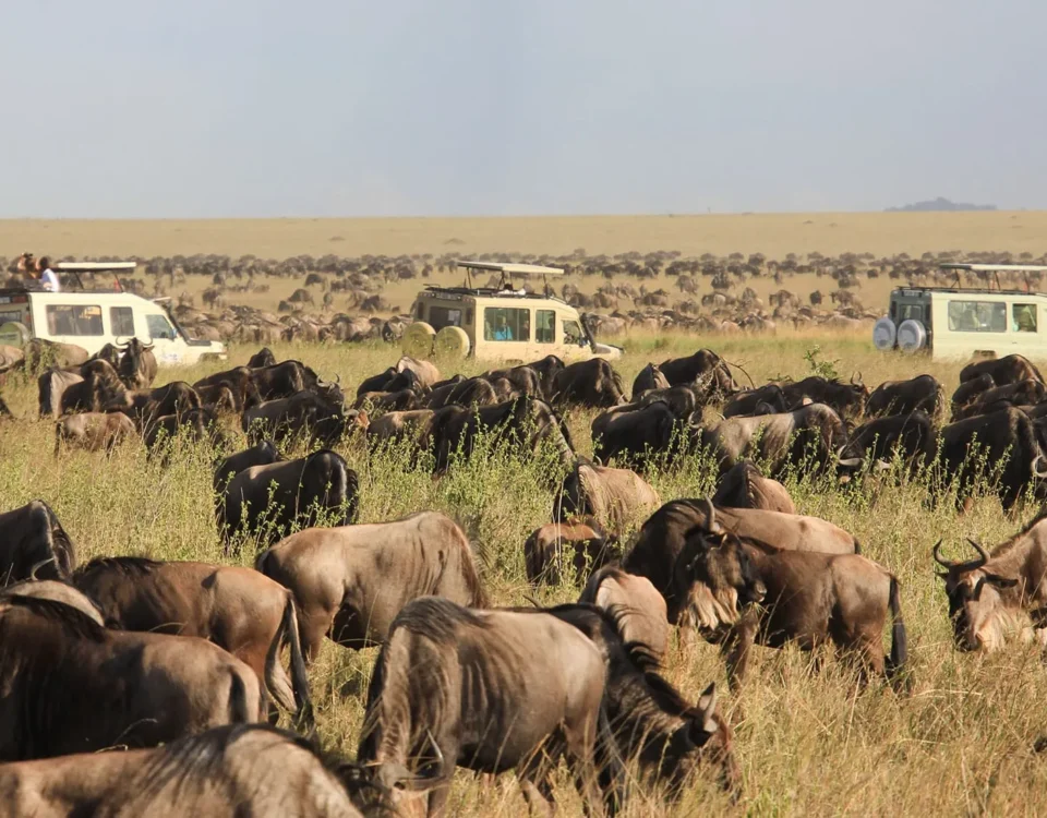 9-Day Unforgettable Kenya Game Drive Safari