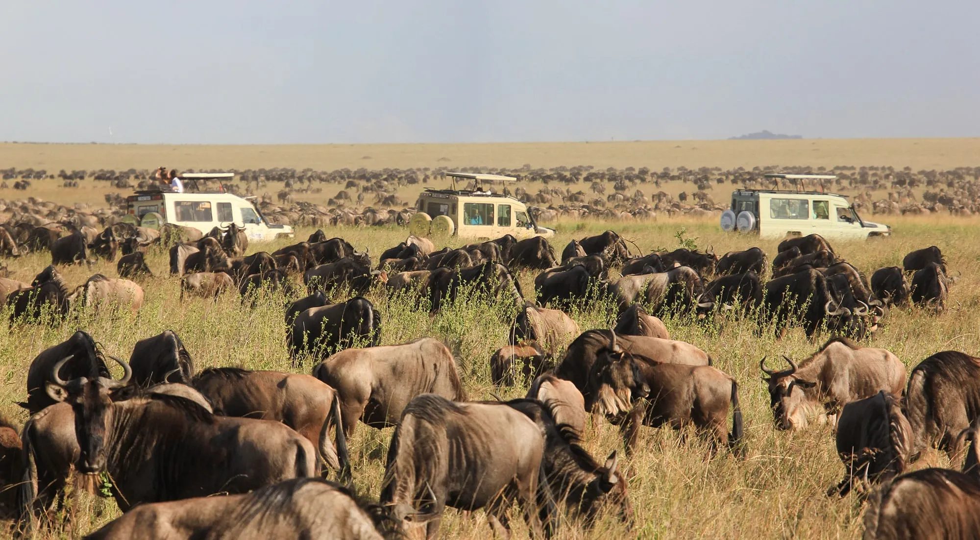 Great Migration 2026