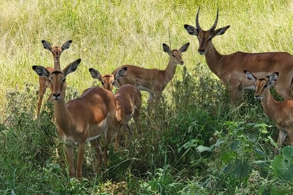 Mkomazi National Park. Mkomazi National Park