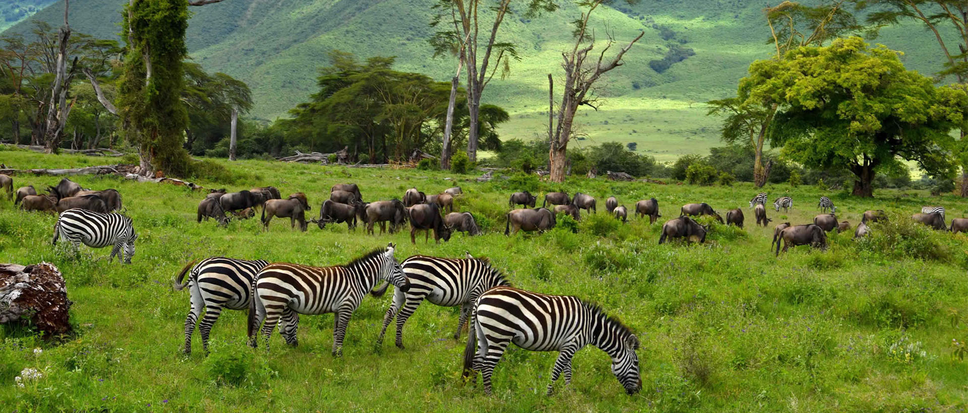 The Ngorongoro Crater floor