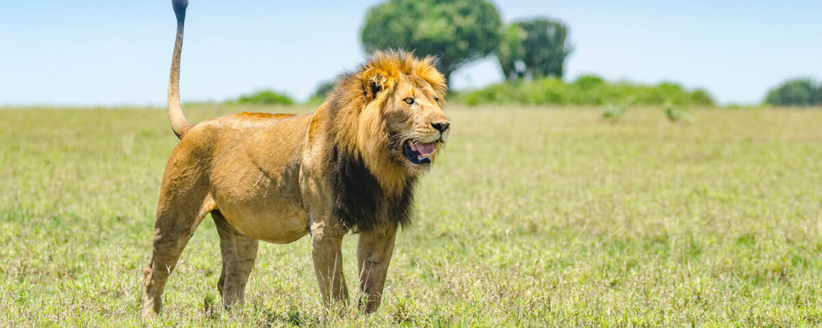 18-Day Luxury Kenya, Tanzania, and Uganda Safari