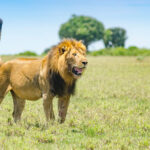 18-Day Luxury Kenya, Tanzania, and Uganda Safari