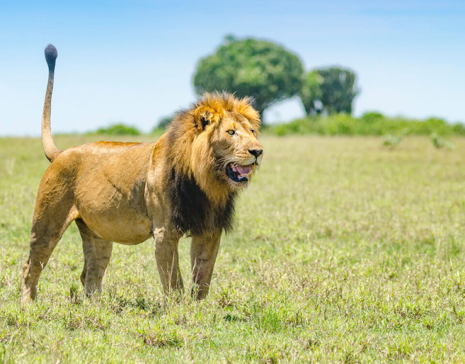 18-Day Luxury Kenya, Tanzania, and Uganda Safari
