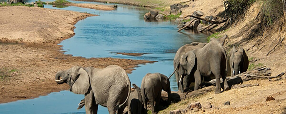 Ruaha National Park