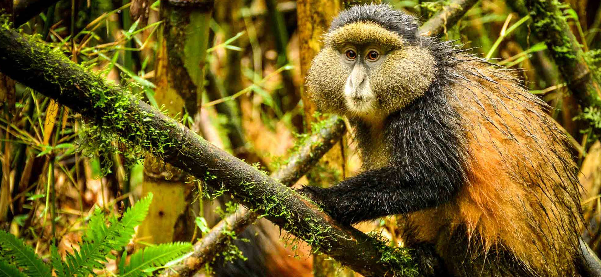 Golden monkey in Volcanoes National Park