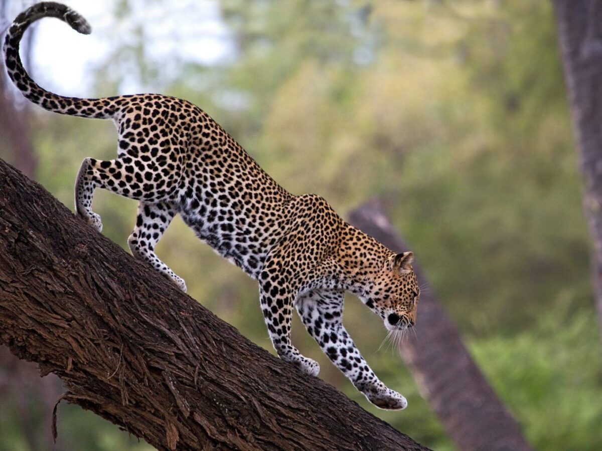 Safari in Africa
