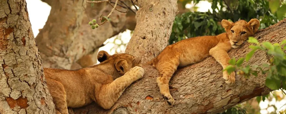 7-Day Tanzania Wildlife Safari