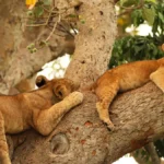 7-Day Tanzania Wildlife Safari