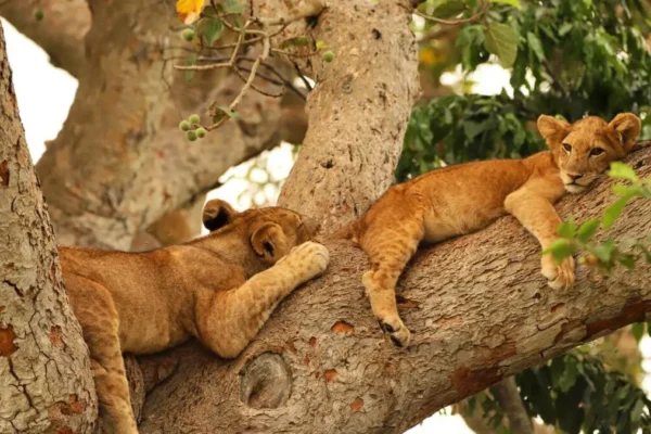 The Tree-Climbing Lions of Ishasha 7-Day Tanzania Wildlife Safari