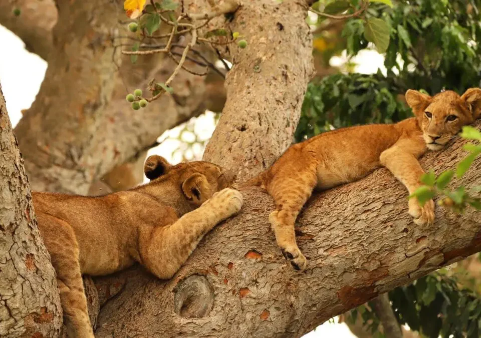 7-Day Tanzania Wildlife Safari