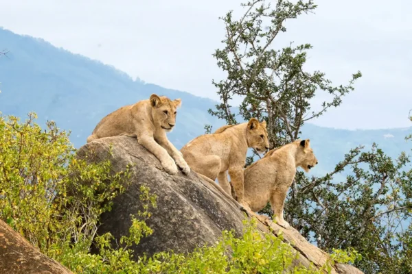 Tsavo East National Park Tsavo East National Park