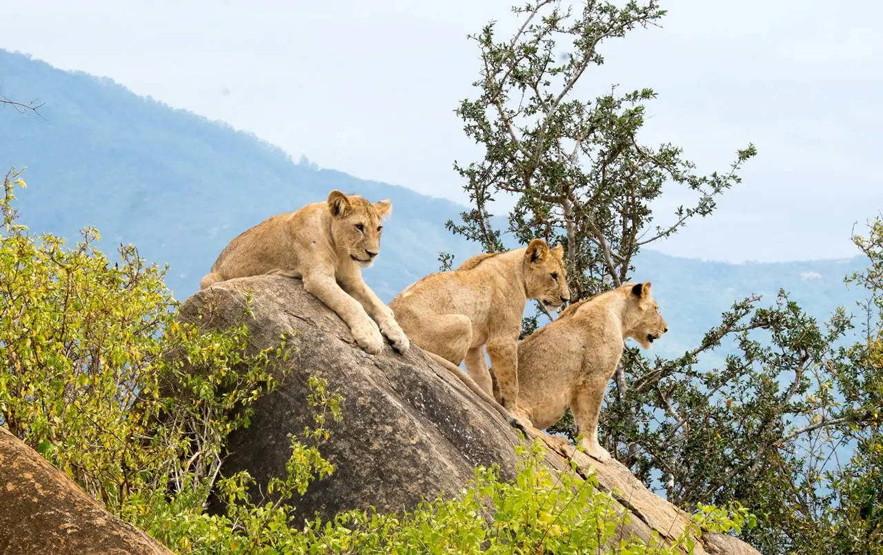 9- Day Kenya, Uganda & Rwanda Safari
