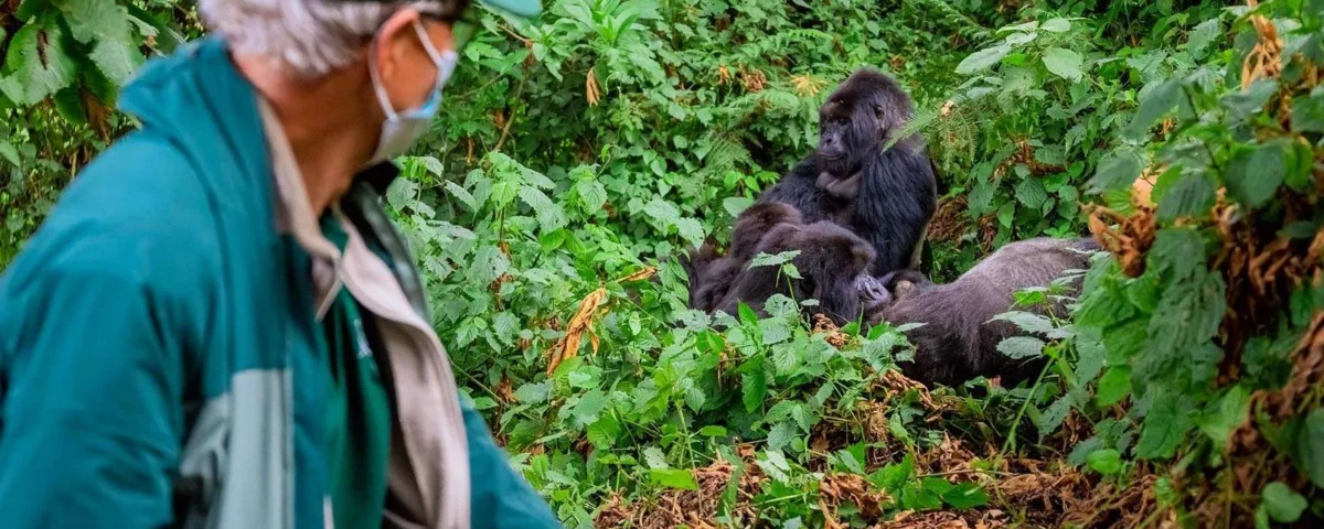 4-Day Private Rwanda Gorilla Trekking Experience Safari