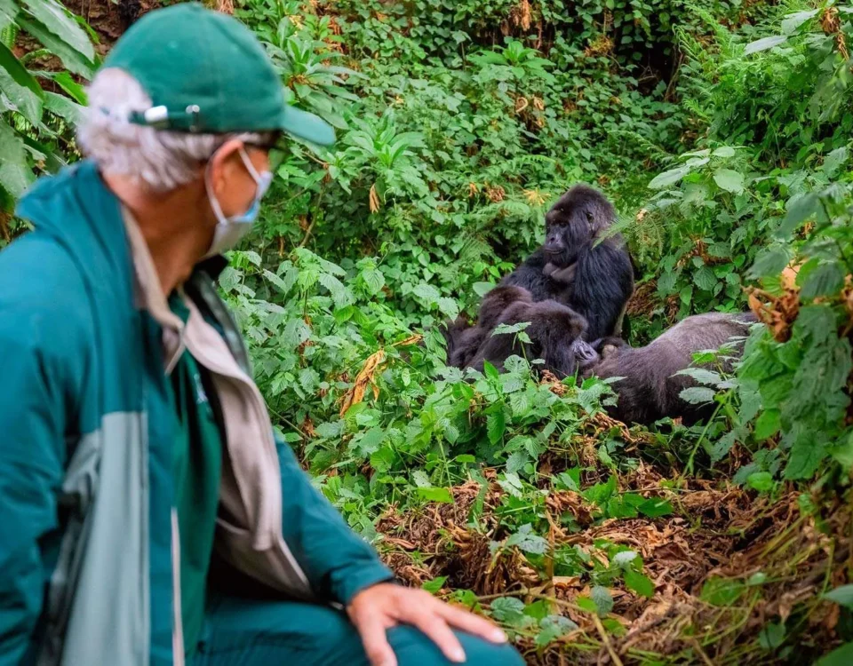4-Day Private Rwanda Gorilla Trekking Experience Safari