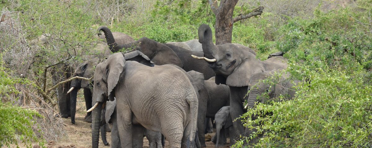 8-Day Essence of Tanzania Luxury Wildlife Safari