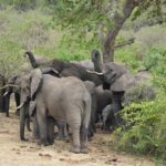 8-Day Essence of Tanzania Luxury Wildlife Safari