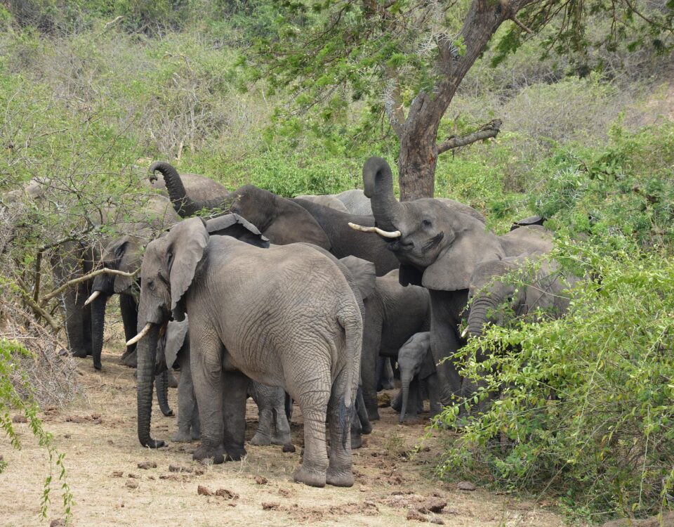 8-Day Essence of Tanzania Luxury Wildlife Safari