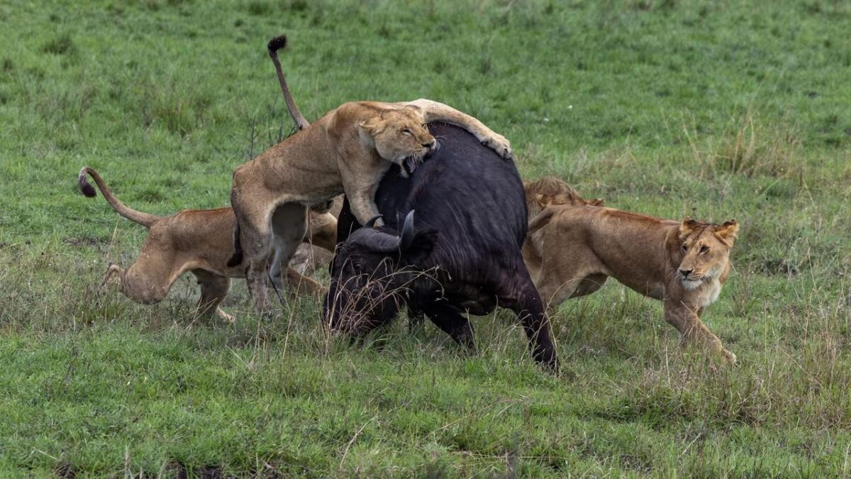 Akagera National Park