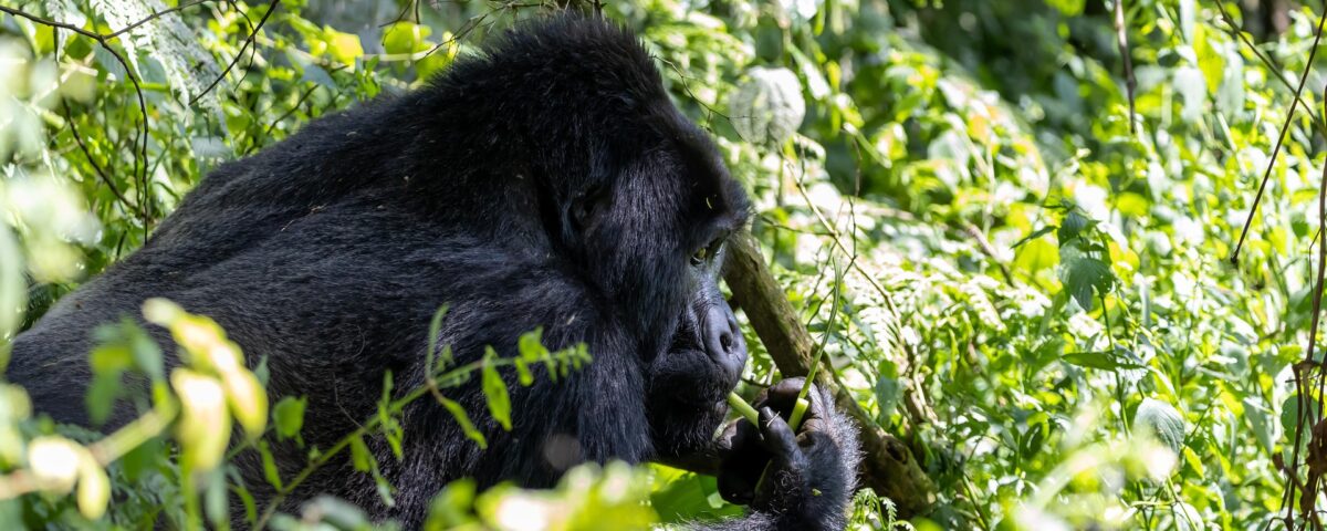 7-Day Rwanda Primates Safari