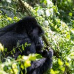 7-Day Rwanda Primates Safari