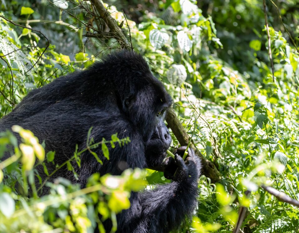 7-Day Rwanda Primates Safari