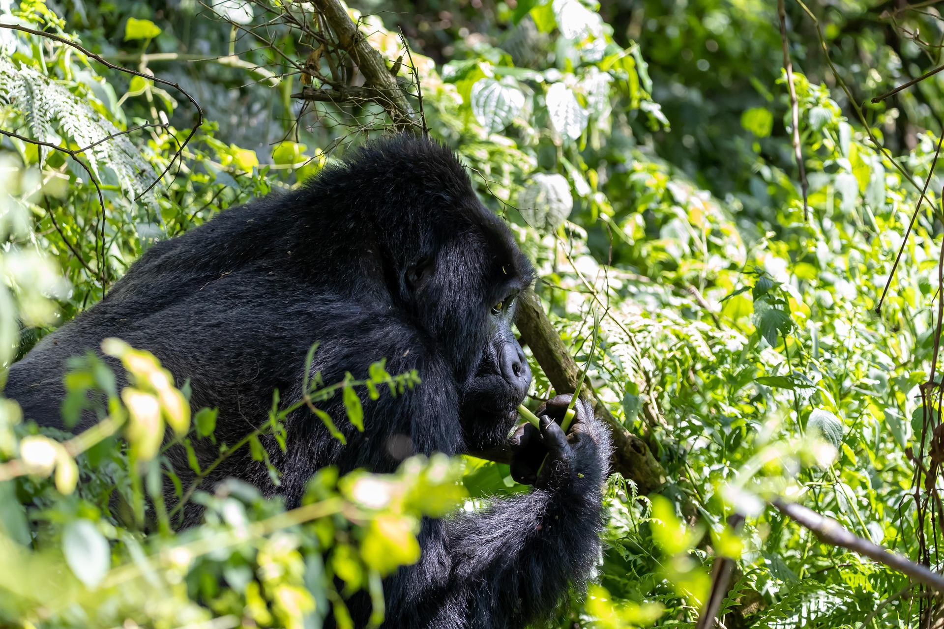 7-Day Rwanda Primates Safari