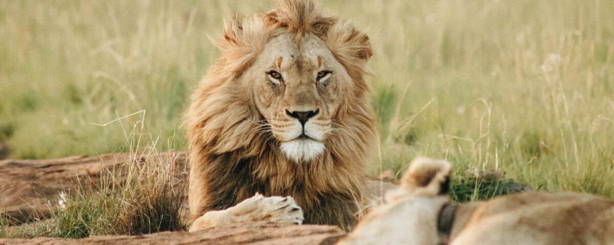 8-Day Tanzania Wildlife Safari