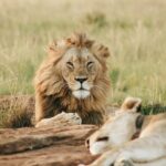 8-Day Tanzania Wildlife Safari