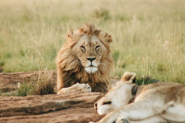 8-Day Tanzania Wildlife Safari 8-Day Tanzania Wildlife Safari