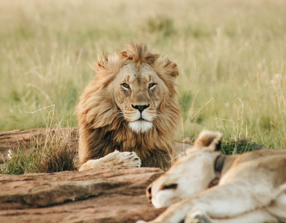 8-Day Tanzania Wildlife Safari