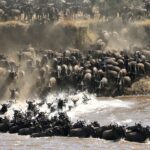 12-Day Tanzania Wildlife Safari