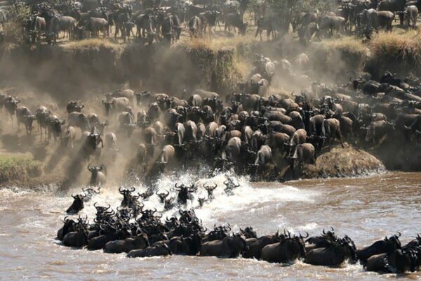 12-Day Tanzania Wildlife Safari 12-Day Tanzania Wildlife Safari