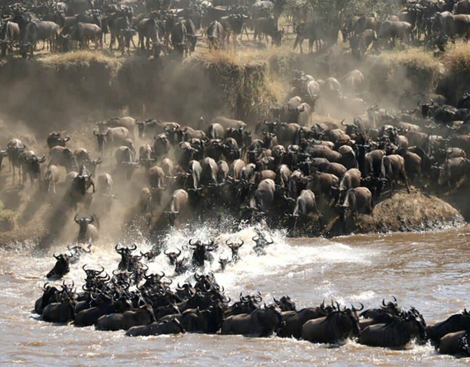 12-Day Tanzania Wildlife Safari