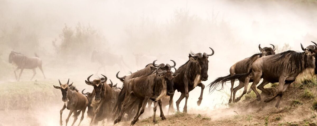7-Day Kenya Safari