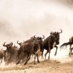7-Day Kenya Safari