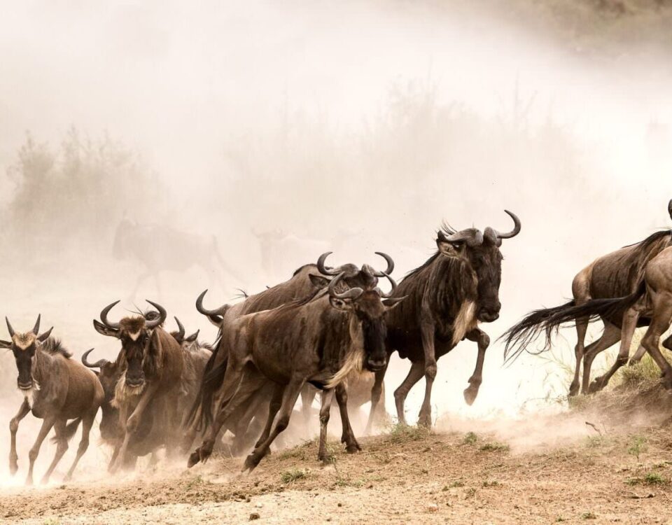 7-Day Kenya Safari