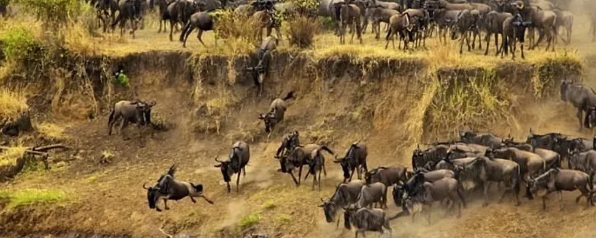 6-Day Majestic Tanzania Wildlife Luxury Safari