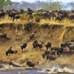 6-Day Majestic Tanzania Wildlife Luxury Safari