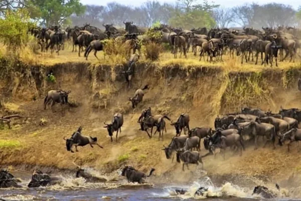 6-Day Majestic Tanzania Wildlife Luxury Safari 6-Day Majestic Tanzania Wildlife Luxury Safari