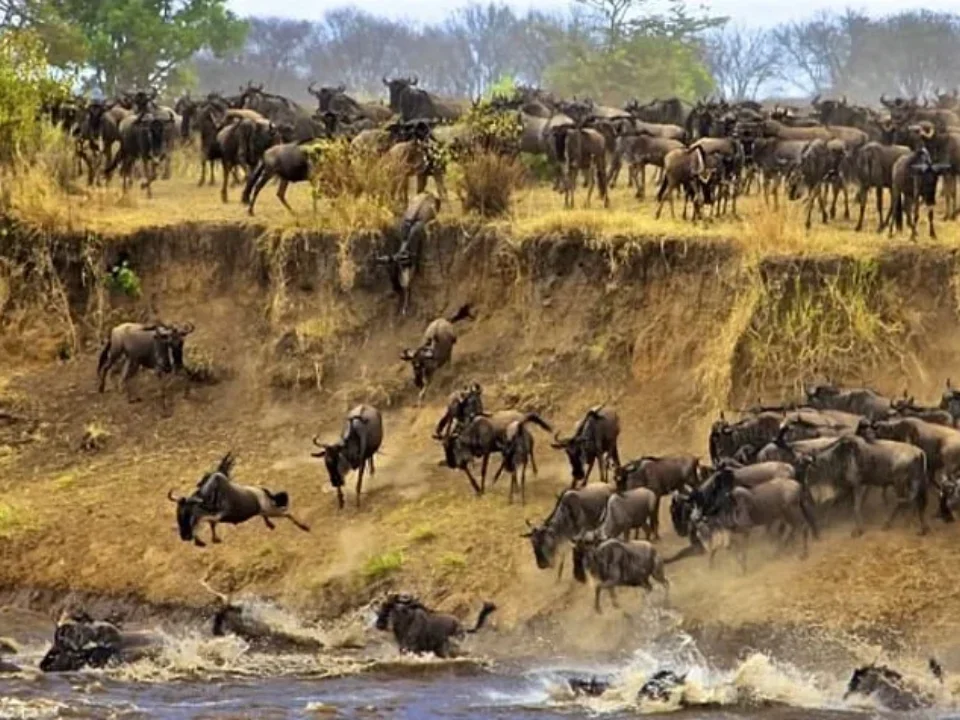 6-Day Majestic Tanzania Wildlife Luxury Safari