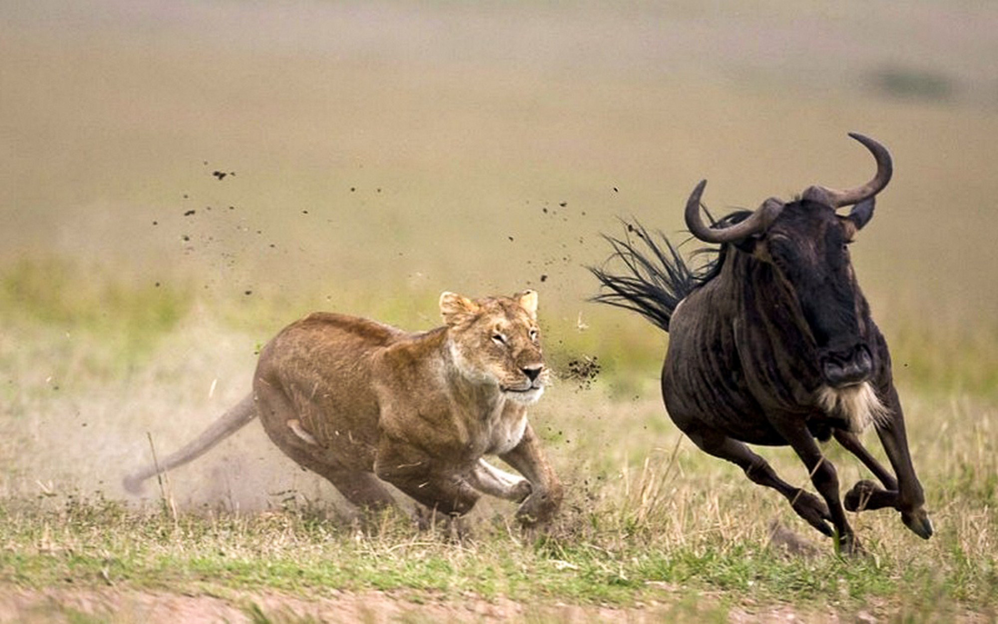 The Great Migration across the Serengeti plains
