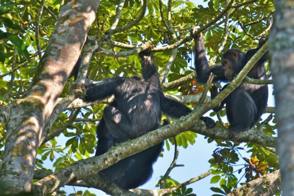 10-Day Rwanda Luxury Primates Safari 10-Day Rwanda Luxury Primates Safari