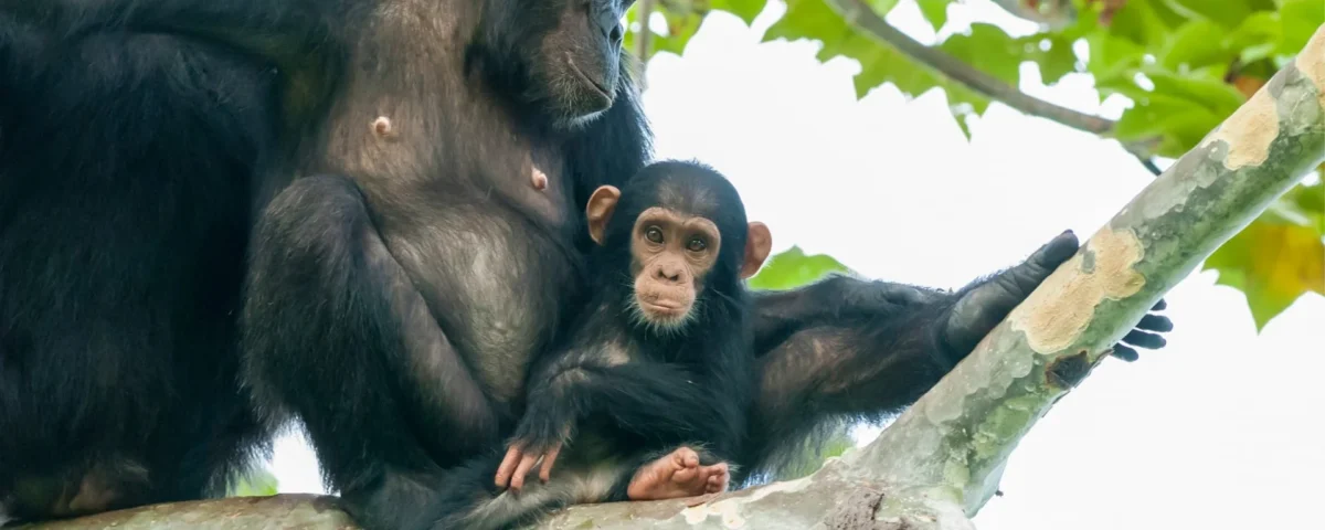 3-Day Rwanda Chimpanzee Tracking Safari